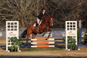 Horse Photo 1